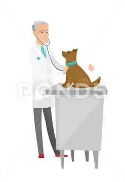 Senior caucasian veterinarian examining dog. Stock Illustration
