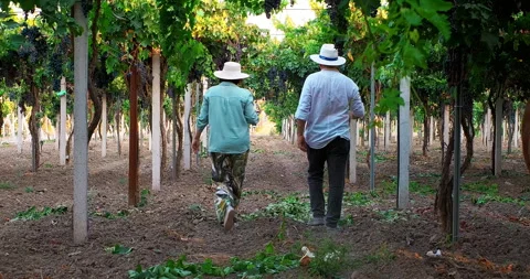 Senior couple walking through vineyards with glasses of wine Stock Footage 247378627