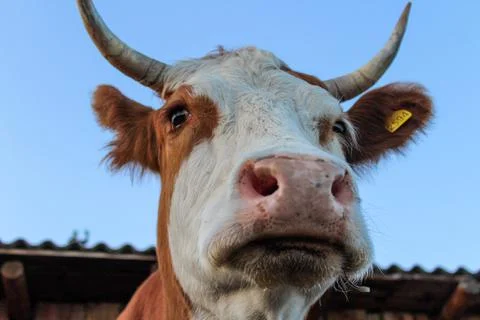 Senior Cow with Big Sharp Horns Portrait Stock Photos