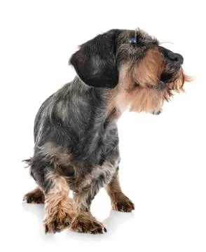 Senior dachshund in studio Stock-Fotos