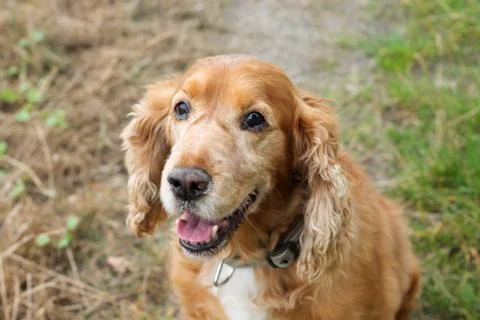 Senior Dog With Grey Muzzle Sitting on Grass Looking Toward the Camera Foto stock