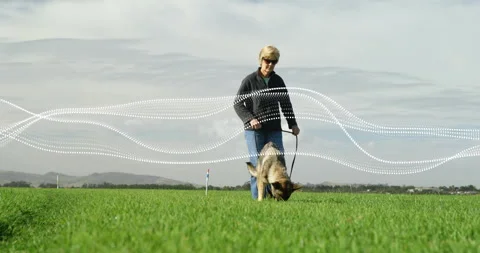 Senior dog handler walking field leading German Shepherd starting waveform Video stock 314104902
