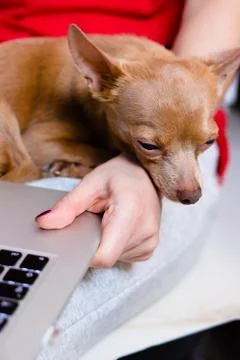 Senior dog napping on the laps while owner using her lapto Stock Photos