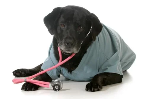 Senior dog Stock Photos