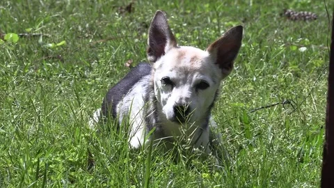 Senior Dog resting is grass Stock Footage