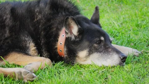 A senior dog rests in the back yard of a house on a sunny summer day. Stock Footage 274754767