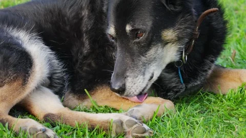 A senior dog rests in the back yard of a house. Dog licks itself. Stock Footage 274755046