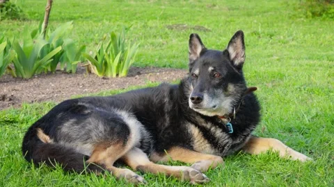 A senior dog rests in the back yard. Canine relationships. Man's best friend. Stock Footage 274755136