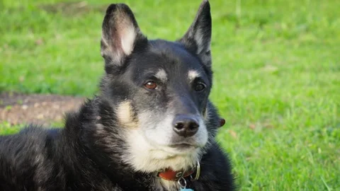 A senior dog rests in the back yard of a house on a sunny summer day. Stock Footage 275249658