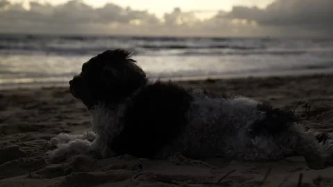 A senior dog rests watching waves in the evening 6K Stock Footage 311876210