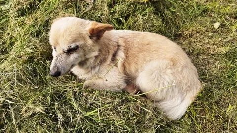 Senior dog ​​with visual impairment. Stock Footage 309449255