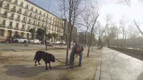 Senior dog walker picking up after his dogs 動画素材 269443605