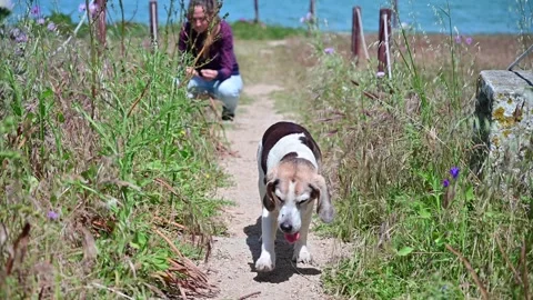 Senior dog walking in front of the camera on a beach path owner in background Stock Footage 154419112