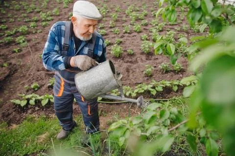 Senior elderly man with gray beard is pouring watering can in vegetable garden Stock Photos