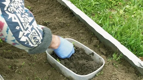 Senior elderly man plants vegetables in the garden Stock Footage 69980031