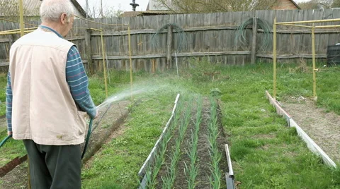 Senior elderly man waters a bed vegetable garden Video stock 62680209