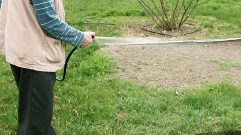 Senior elderly man waters a bed vegetable garden Stock Footage 69984666