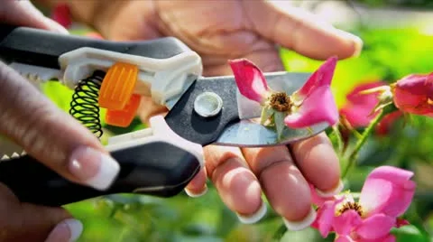 Senior Ethnic Hands Pruning Flower Bushes Stock Footage 11425892