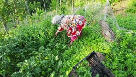Senior famer lady picking arugula and veggies from the garden in the farm Stock Footage