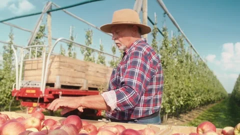 Senior farmer checking apples quality Stock-Footage 250784647