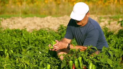 Senior farmer checking plants in the pepper field. Sunny summer day. Stock Footage 68188018