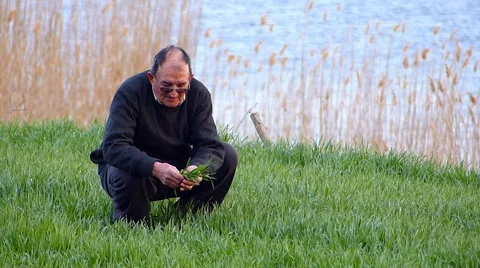 Senior farmer checking wheat in spring Stock Footage 49540473