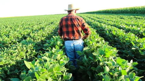 Senior farmer in a field examining crop Stock Footage 52395841