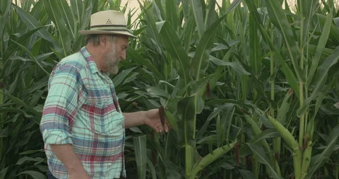 The senior farmer in hat examines the corn cobs in green field 스톡 동영상 129419211
