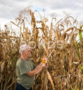 Senior farmer holding corn cobs Stock Photos
