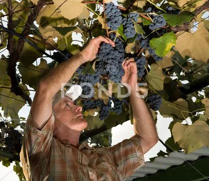 Senior farmer inspecting the fresh grape crop Stock Photos