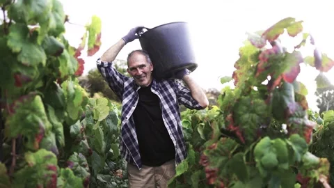 Senior farmer man working at vineyard farm during harvest time Stock Footage 266469466