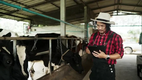 Senior Farmer men working in the cowshed. Stock Footage 182418014