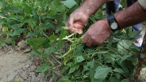 Senior farmer picking bean pods in summer Stock Footage 88436215