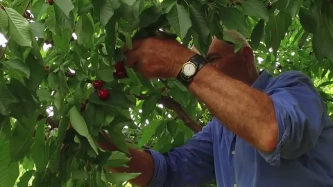 Senior farmer picking ripe cherries in an orchard during summer Stock Footage 76444742