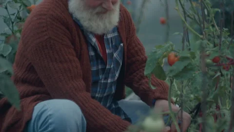 Senior Farmer Picking Ripe Tomatoes into Wooden Crate in Greenhouse Stock Footage 284038444