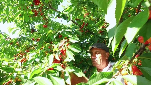 Senior farmer picks cherries from a cherry tree in orchard Stock Footage 77242478