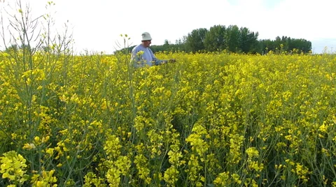 Senior farmer in rapeseed field Stock Footage 50082499