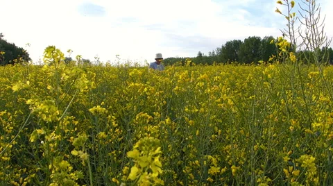 Senior farmer in rapeseed field Stock Footage 50084937