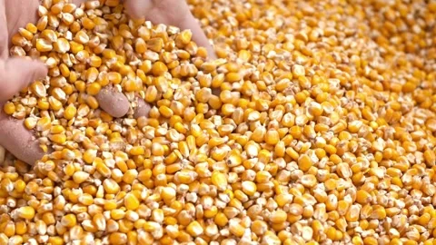 Senior farmer shows Maize corn seeds grains motion. Corn Seed in Farmer Hands Stock Footage 270463615