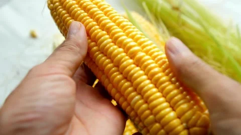 Senior farmer shows Maize corn cob grains motion. Corn Seed in Farmer Hands, Stock Footage 270464760