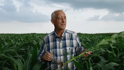 Senior farmer standing in corn field examining crop root in his hands. Stock Footage 110836475