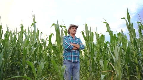 Senior farmer standing in corn field examining crop at sunset, Stock Footage 137100786
