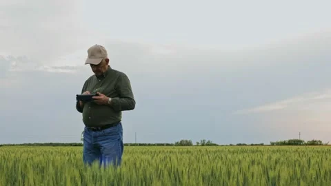 Senior farmer standing in wheat field examining crop. Stock Footage 132730637
