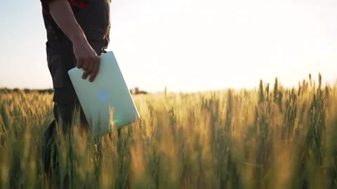 Senior farmer with tablet in his hand walks through green wheat field at sunset Video stock 252109106