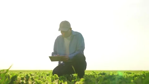 Senior farmer with tablet inspects corn wheat field. agricultural fresh sprouts Stock Footage 259694648