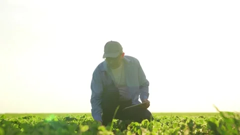 Senior farmer with tablet inspects corn wheat field. agricultural fresh sprouts Stock Footage 260881032