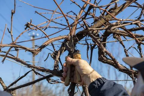 A senior farmer uses handheld pruning shears to trim dry branches of a Stock Photos