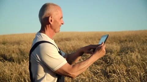 Senior farmer using tablet on wheat field. Farmer inspects wheat growth. Concept Video stock 135999427