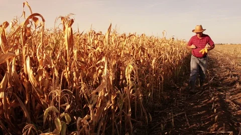 Senior farmer walking in corn field and examining crop before harvesting. Stock Footage 80127885