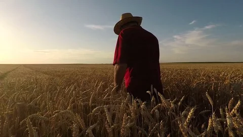 Senior farmer walking in a field and examining wheat crop at sunset. Stock Footage